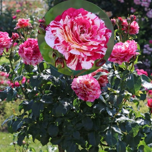 Rosa 'Abracadabra' - Roos 'Abracadabra' C4/4L